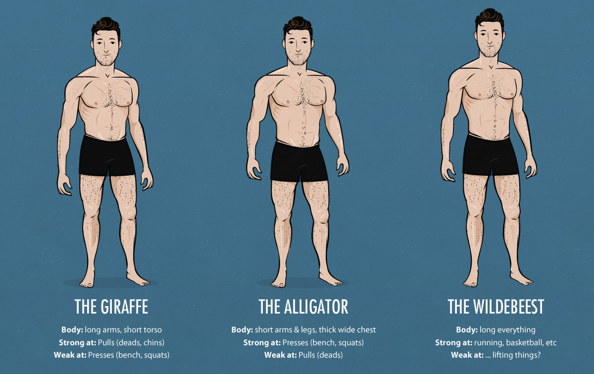 Ectomorph body type Strengths and Weaknesses