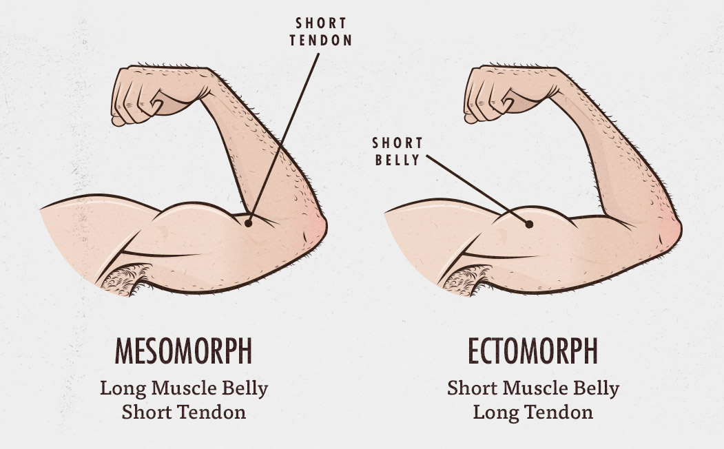 Body Types Female Mesomorph Diet