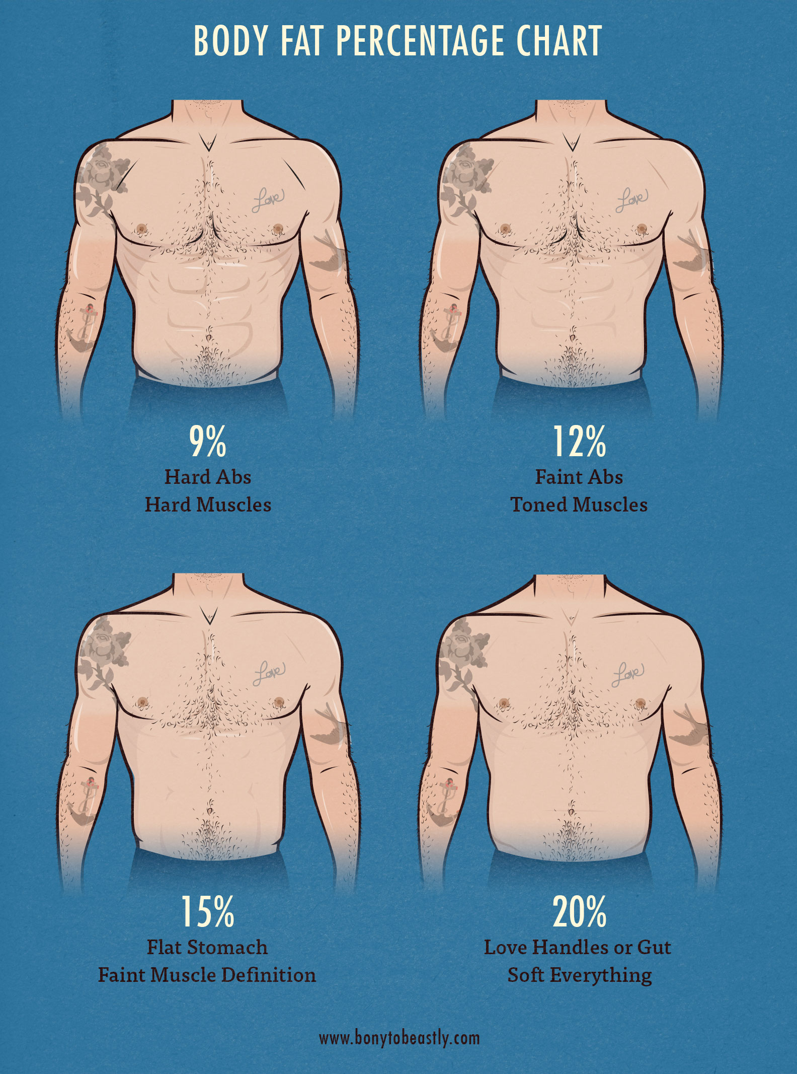 muscle-percentage-chart-body-muscle-chart-body-chart-bodybuilding