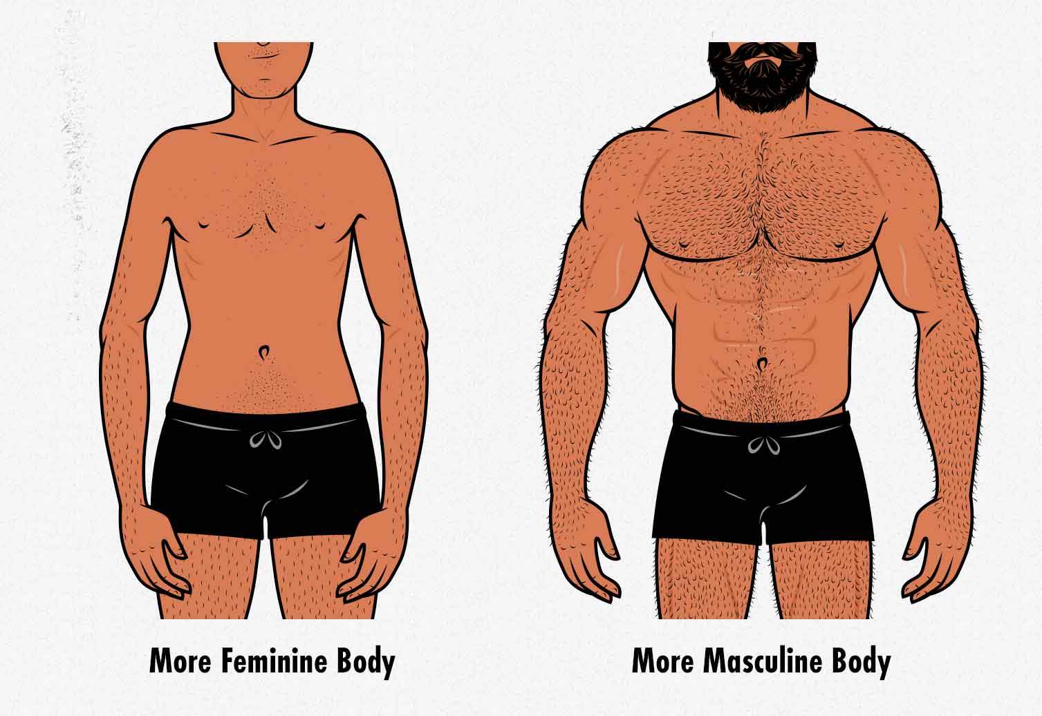 Illustration comparing masculine and feminine body shapes.