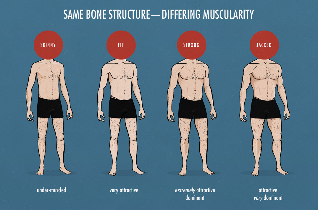 How varying degrees of muscularity stack up — Bony to Beastly