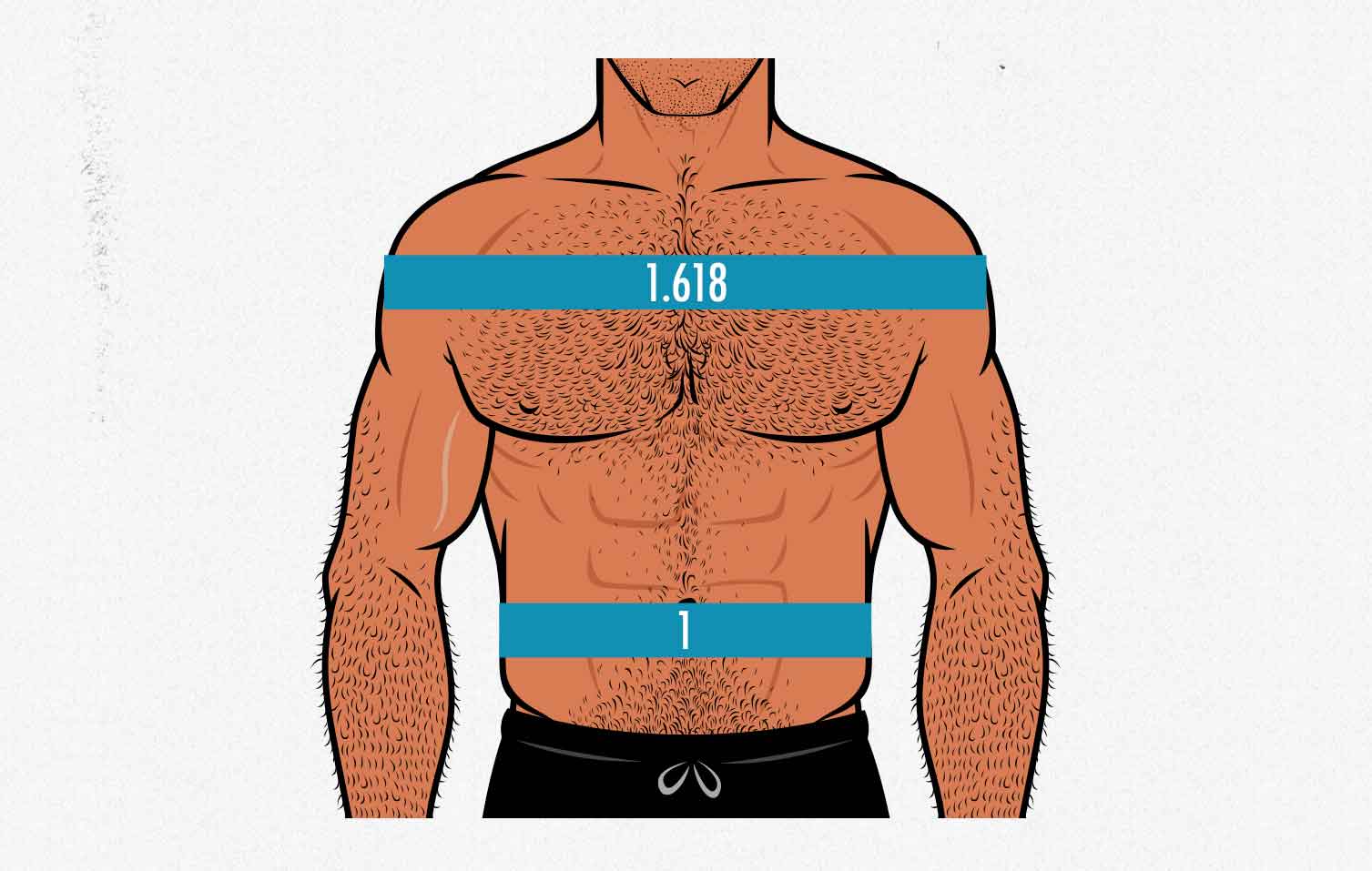 Striated Shoulder/Neck Muscles In Humans - Muscular System