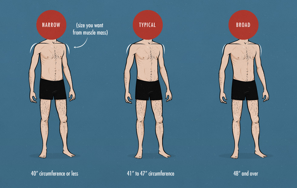 The Ideal Male Shoulder Ratio And How To Get It Bony To Beastly calculating-your-average-torso-length-by-height-hm