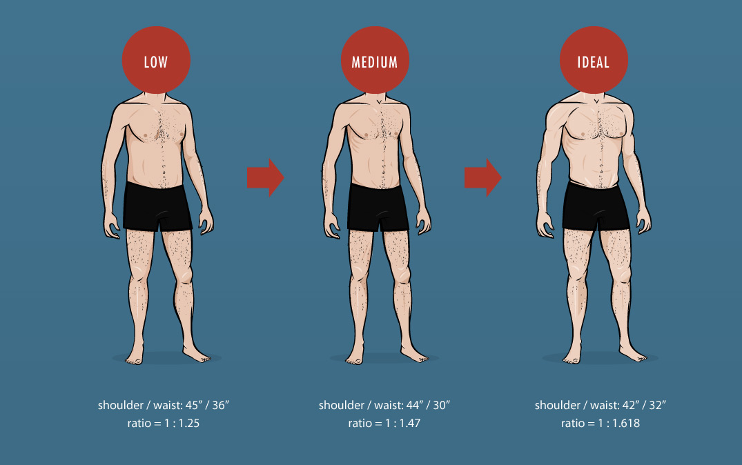 The Ideal Male Body Weight Chart Shoulder Waist Ratio Big 