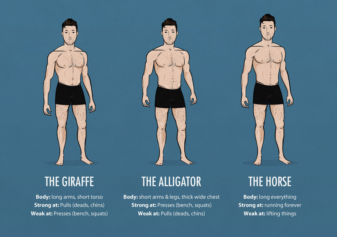 ectomorph-weightlifting-body-types-and-proportions-bony-to-beastly