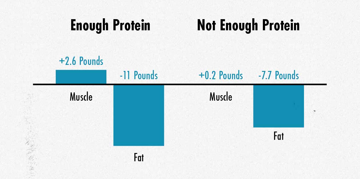 Graph showing simultaneous muscle growth and fat loss when training is combined with sufficient protein intake.