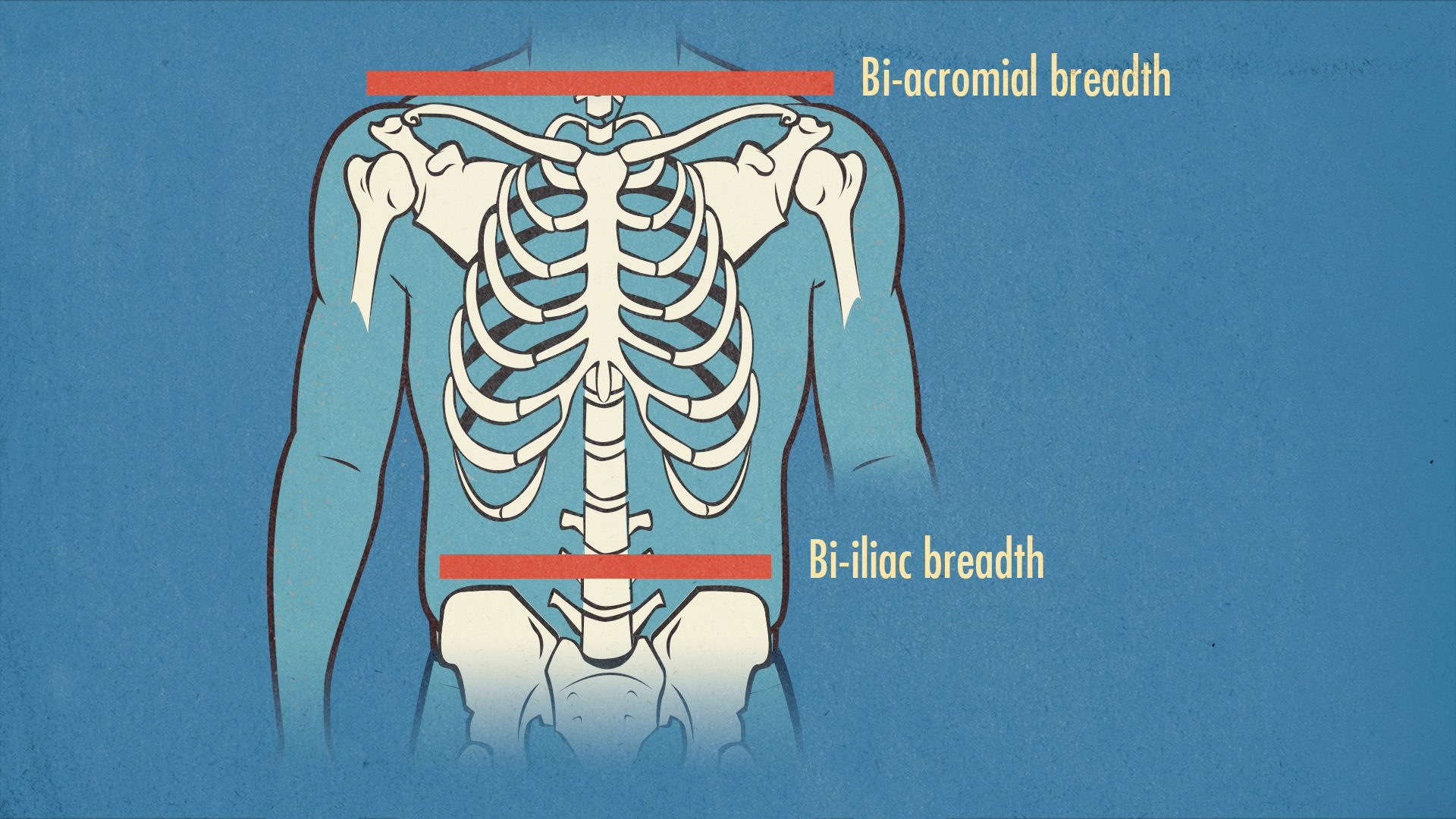 Bony to Beastly Bone Structure V-Taper Ratio