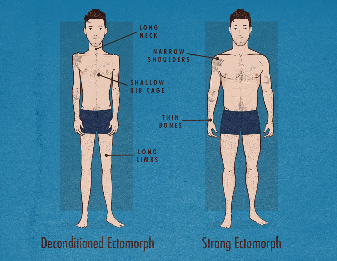 Ectomorph body, Male body, Anatomy