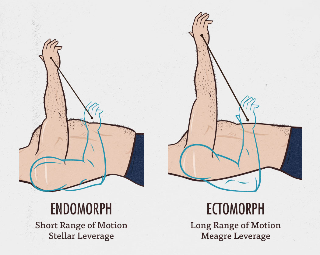 endo ecto and mesomorph