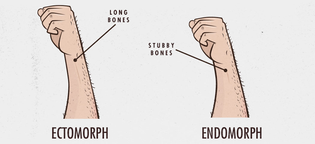 Body Type Question: Wrist Thickness in Ectomorphs and Endomorphs