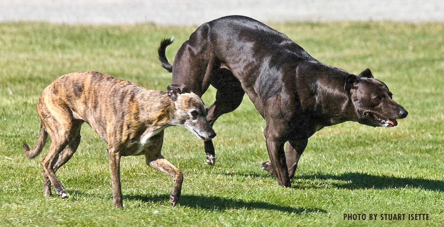The Bully Whippet Bony To Beastly