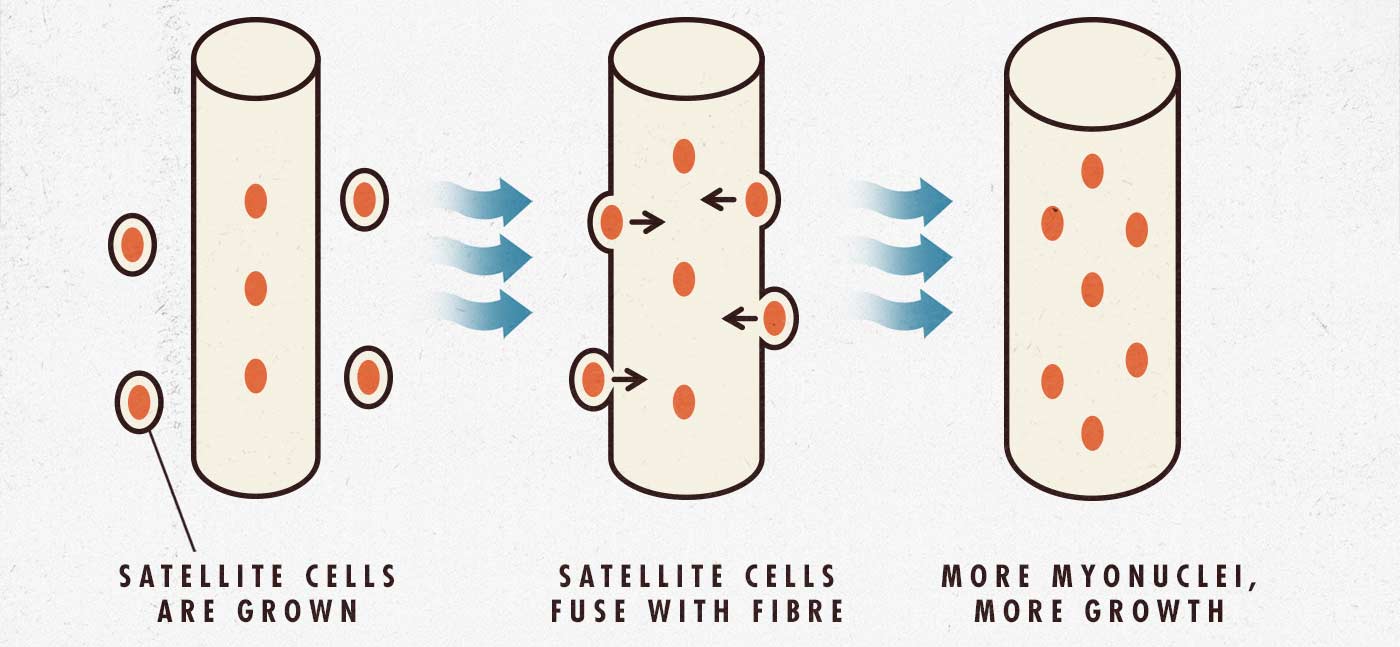 Newbie gains science diagram