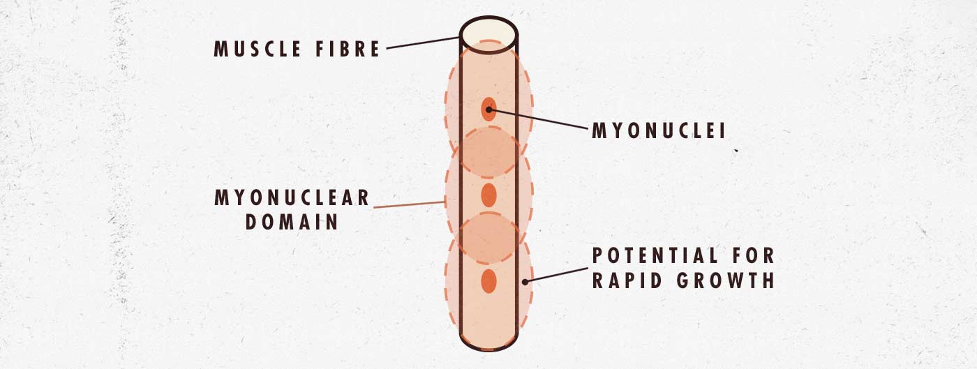 Muscle fibre diagram for newbie gains