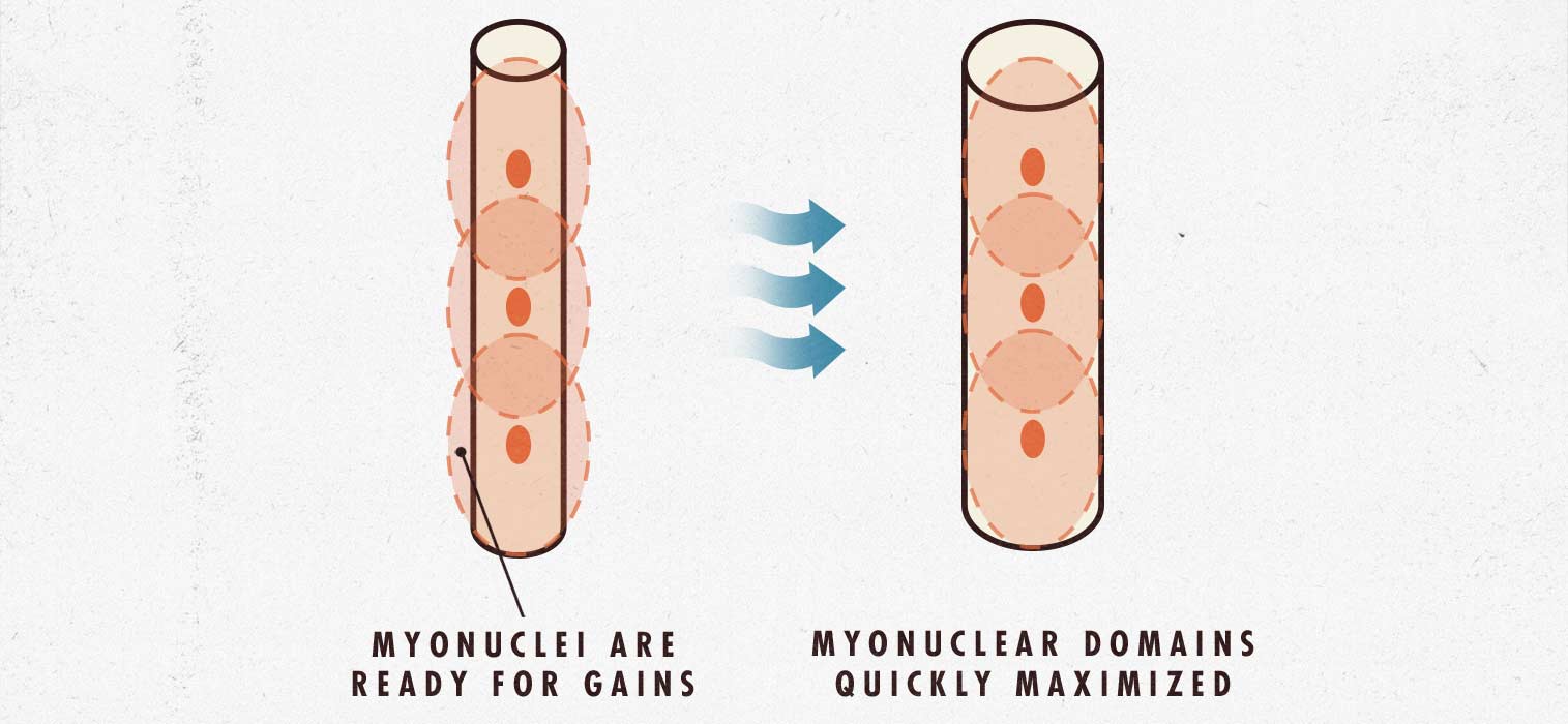 Newbie gains science diagram