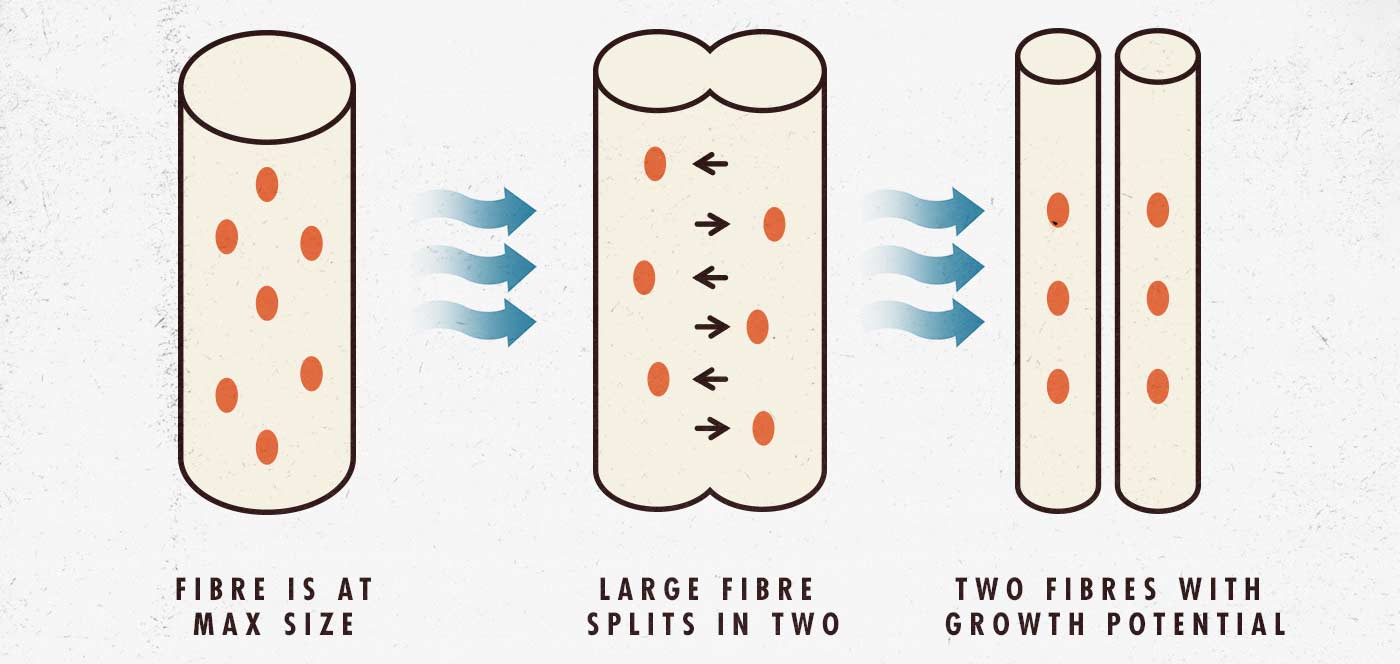 Diagram of muscle fibres splitting into multiple fibres