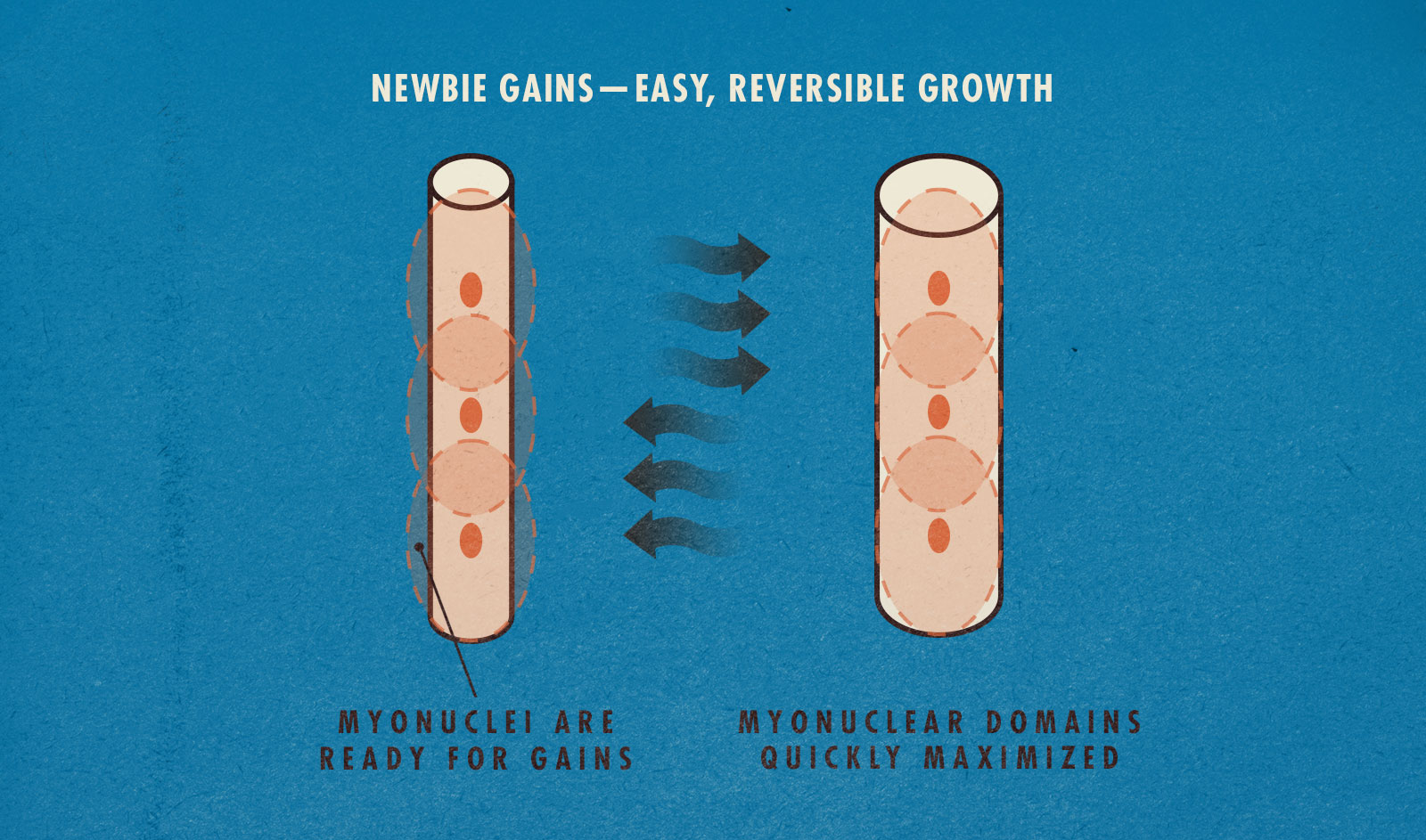Newbie gains diagram