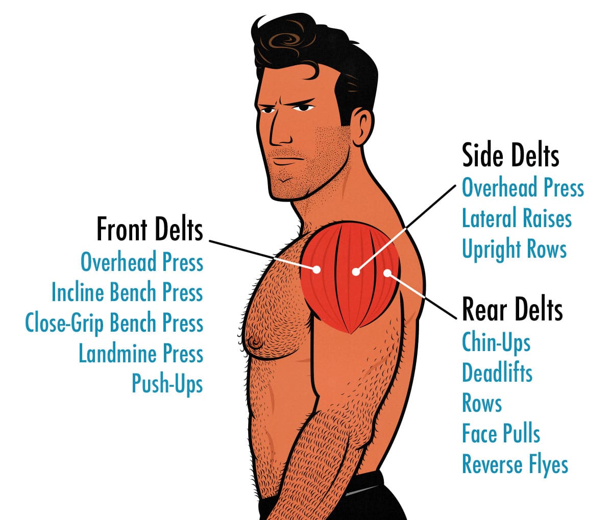 Diagram showing shoulder muscle anatomy and exercises for the front delts, side delts, and rear delts.