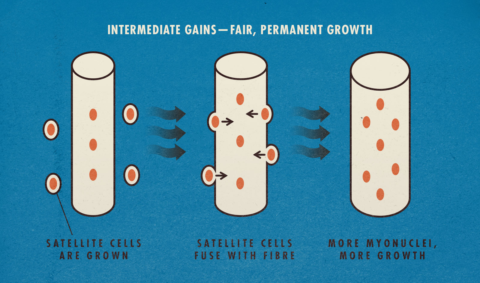 Muscle growth diagram