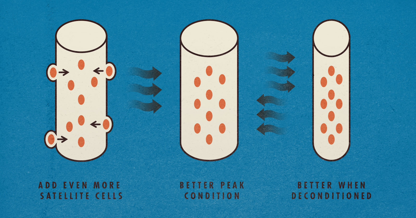 Muscle memory diagram