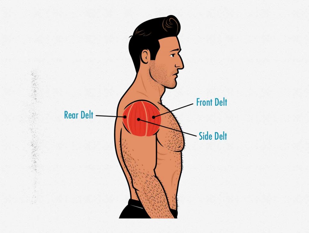 How To Build Broader Shoulders For Skinny Guys Bony To Beastly