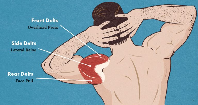 shoulder-anatomy-deltoid-front-side-back-anterior-posterior-lateral