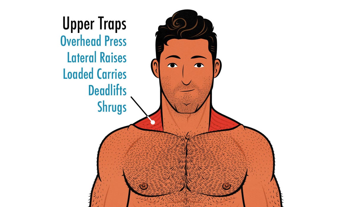Diagram showing the anatomy of your trap muscles and the best weight training exercises to bulk them up.