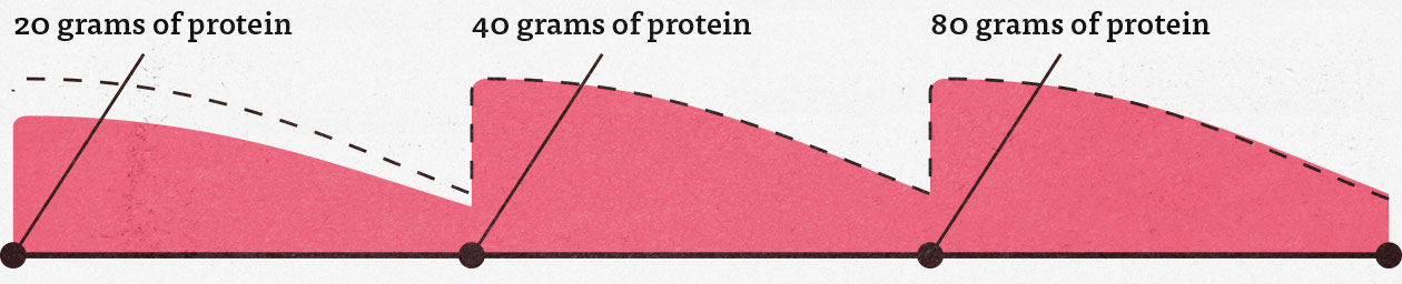 Graph showing that how much protein we eat per meal affects how much muscle we build.
