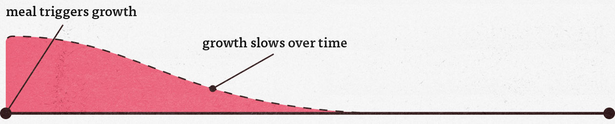 Graph showing how eating a meal that contains protein stimulates muscle growth.