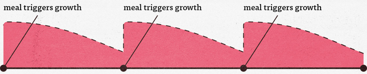 Graph showing that eating more meals allows us to gain more muscle.