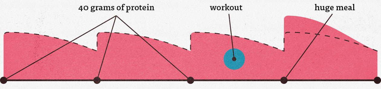 Graph showing ideal protein distribution for muscle growth.