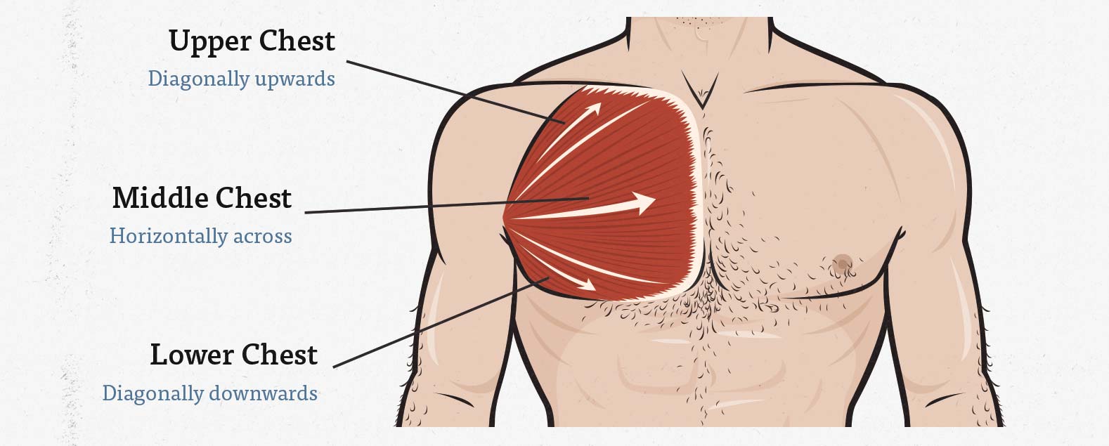 The Upper Middle And Lower Chest Bony To Beastly The Upper Middle And Lower Chest Bony To Beastly