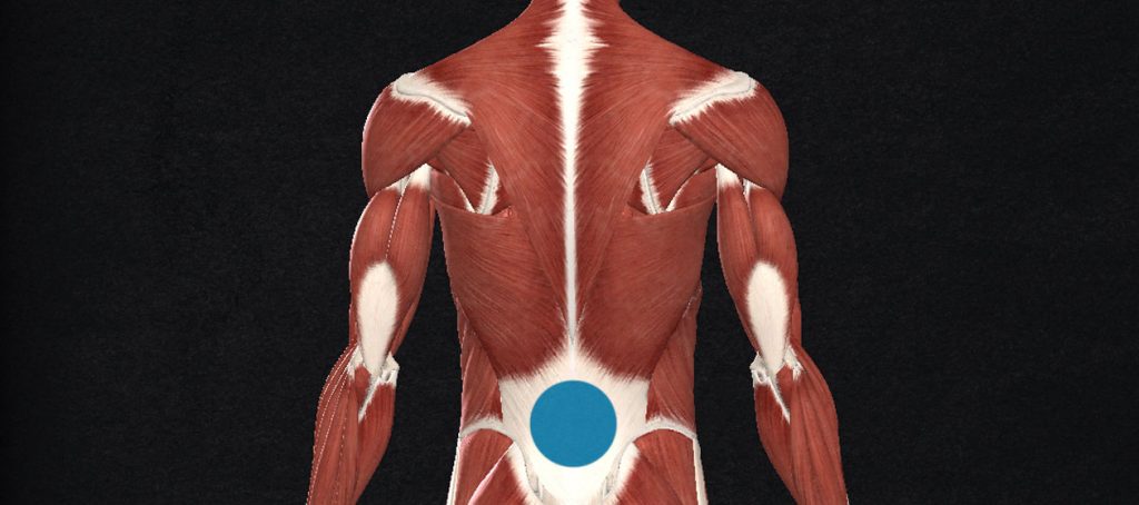 Illustration showing the anatomy of our upper back muscles, focusing on the lats and traps