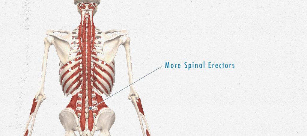 An illustration showing the anatomy of our spinal erectors