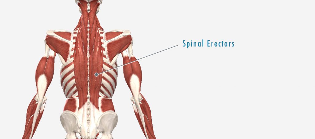 How to thicken my lower torso, especially at the back? My upper back sticks  out quite a bit and my lower torso is very thin, what should I do - Quora