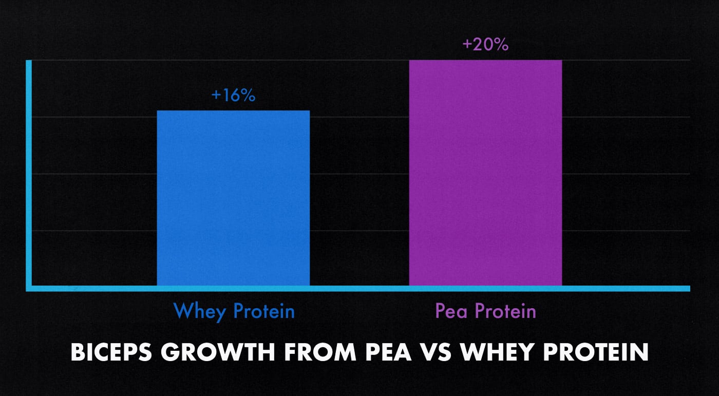 Study graph showing that plant-based pea protein powder stimulates the same amount of muscle growth as whey protein.