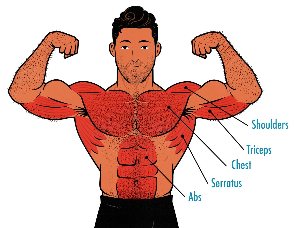 Diagram showing the muscles worked by push-ups.