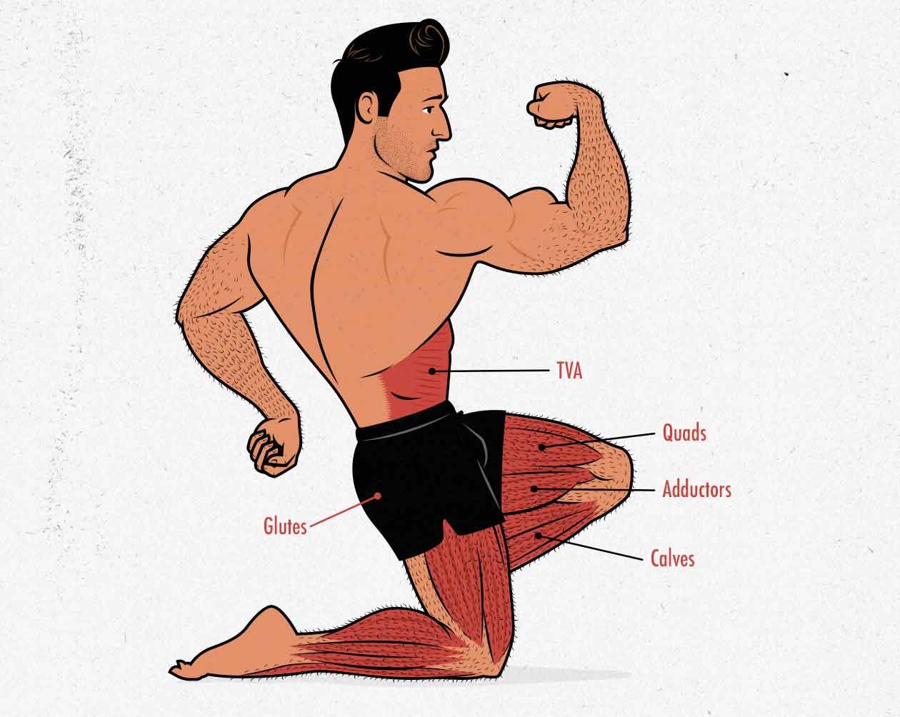 Illustration of the muscles worked with the low-bar and high-bar back squat.