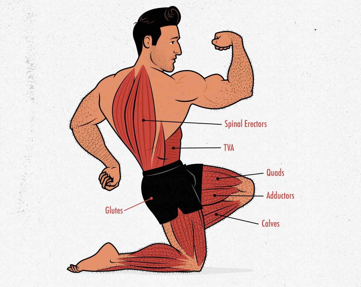 Muscles worked in the goblet squat, front squat, and Zercher squat.