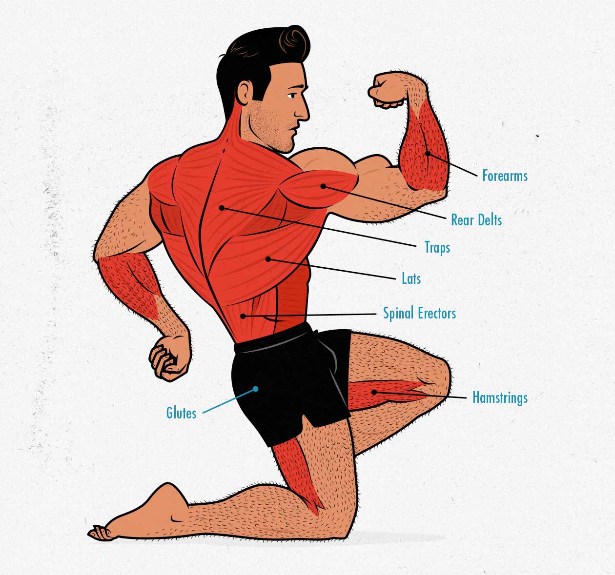 Diagram showing the muscles worked by the deadlift.