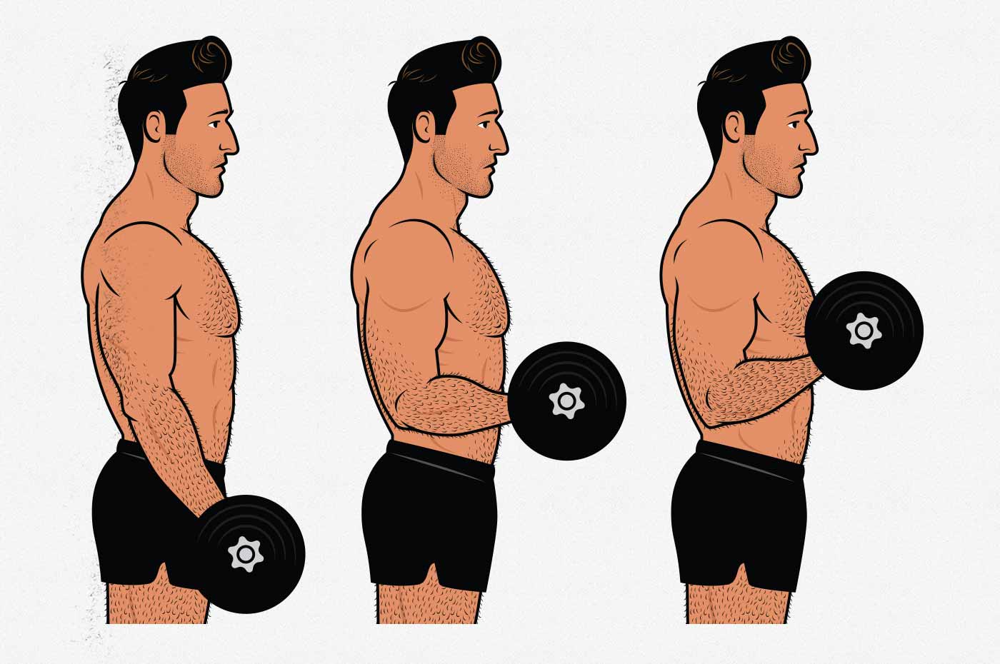 Illustration of a man doing a dumbbell biceps curl.