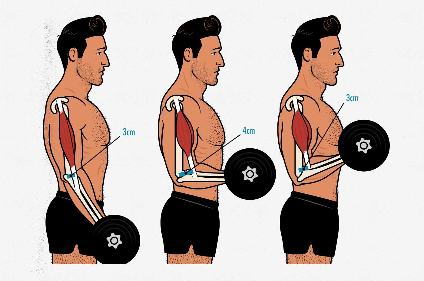 Illustration of the muscle attachment and strength curve of the biceps curl.