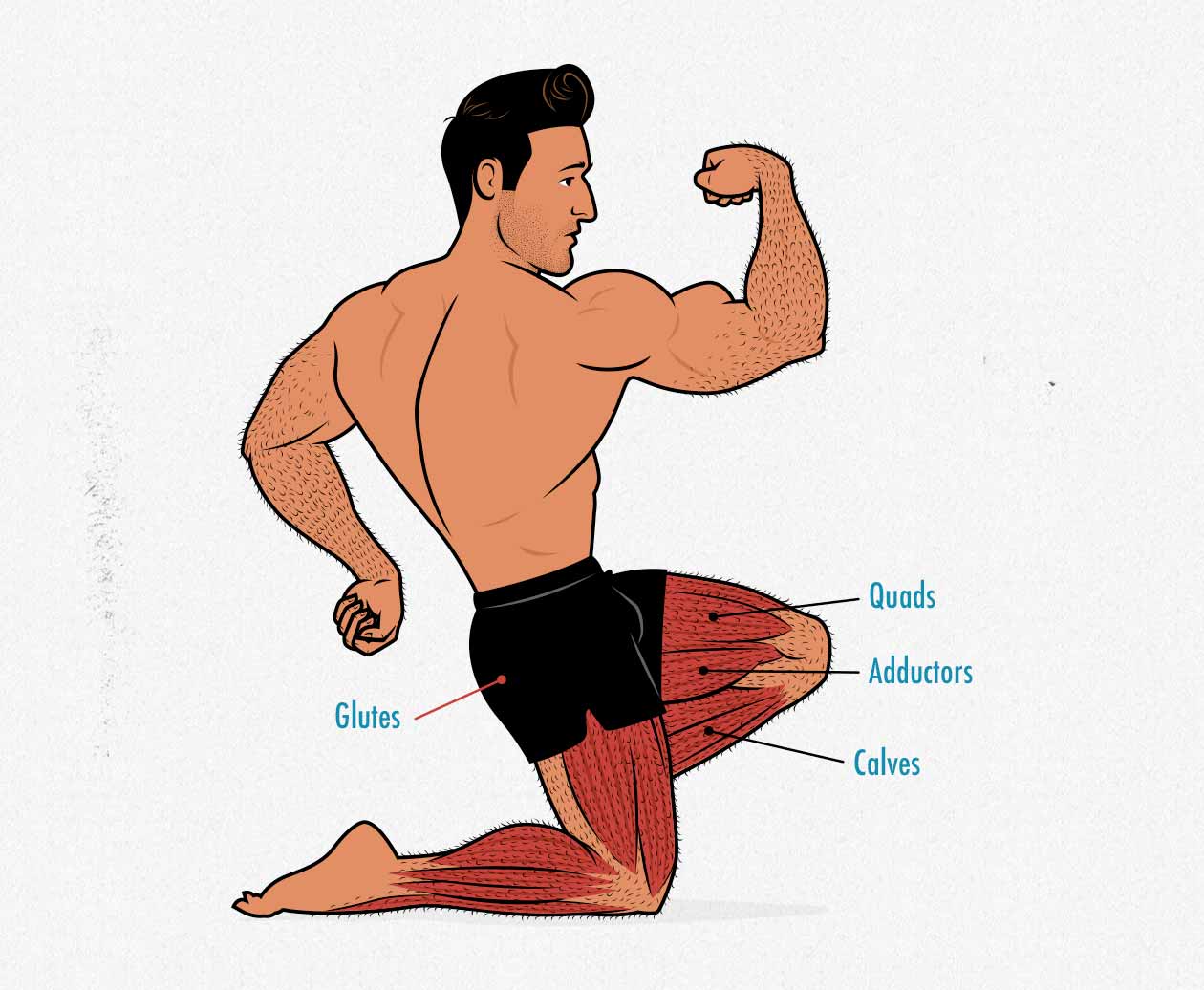 Diagram showing the muscle anatomy of the muscles worked by bodyweight squats (Bulgarian split squats, pistol squats, air squats).