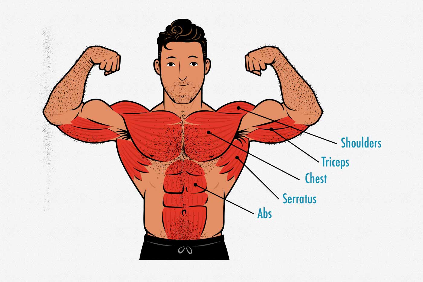 Diagram showing the anatomy and muscles worked by the push-up.