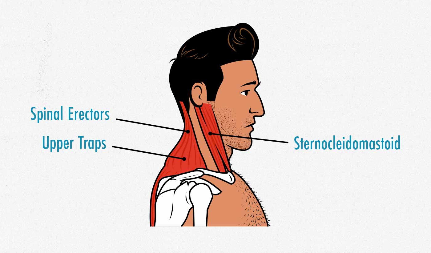 Neck Training How To Build A Thicker Neck