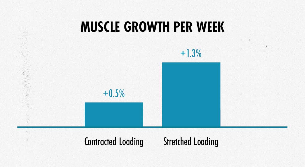 Graph showing the difference in muscle growth when training with long and short muscles lengths.