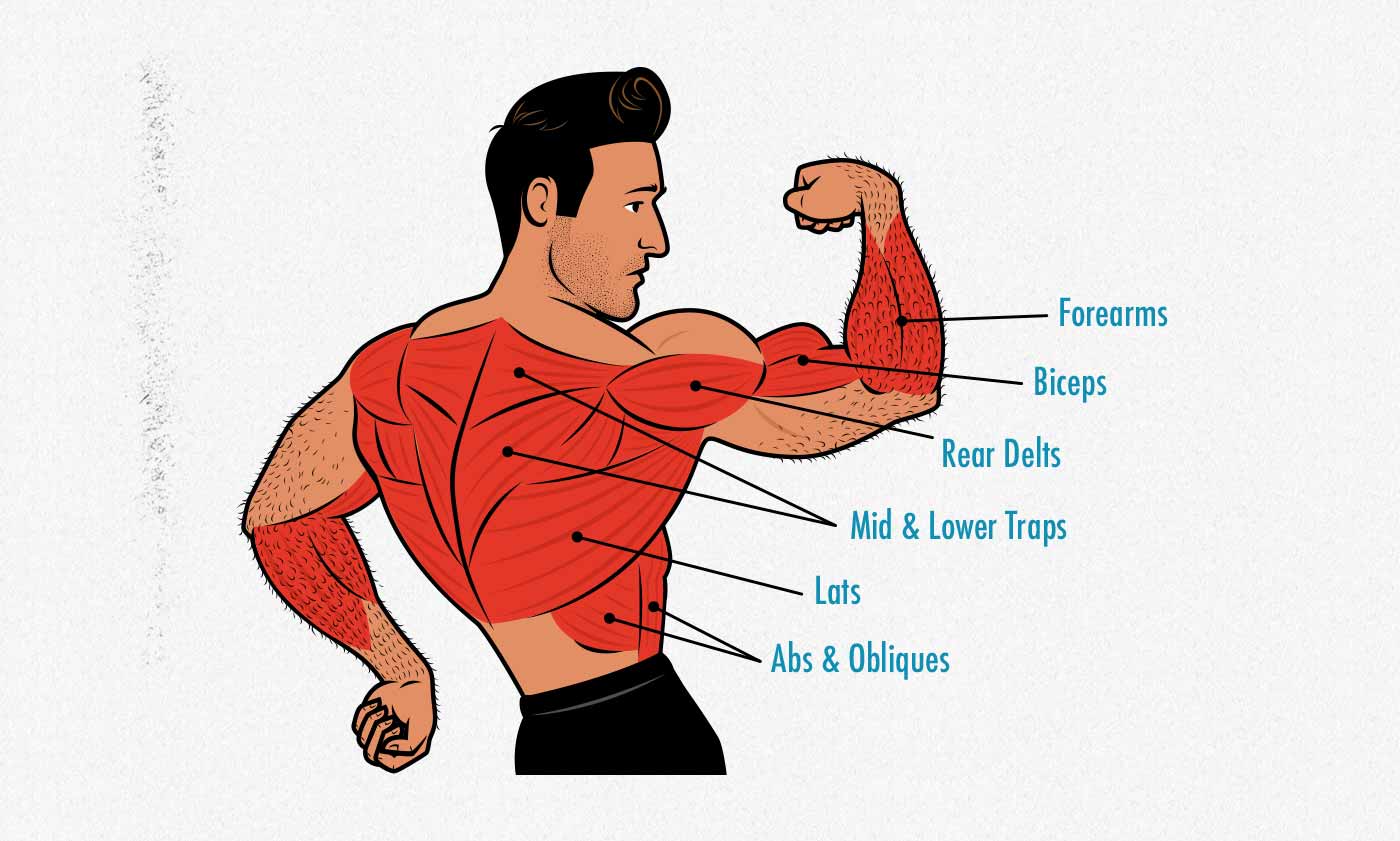 Illustration showing the anatomy of the muscles worked by the chin-up (and bodyweight inverted row).