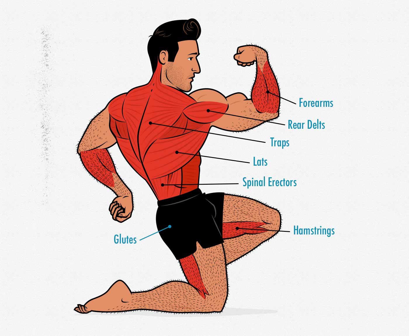 Diagram showing the muscles worked by the bodyweight towel deadlift.