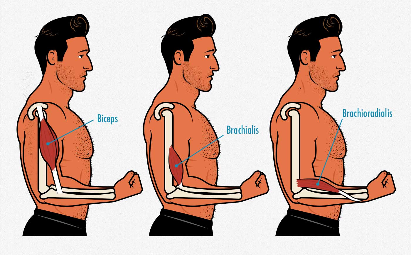 Illustration showing the different elbow flexor muscles, including the brachioradialis forearm muscle.