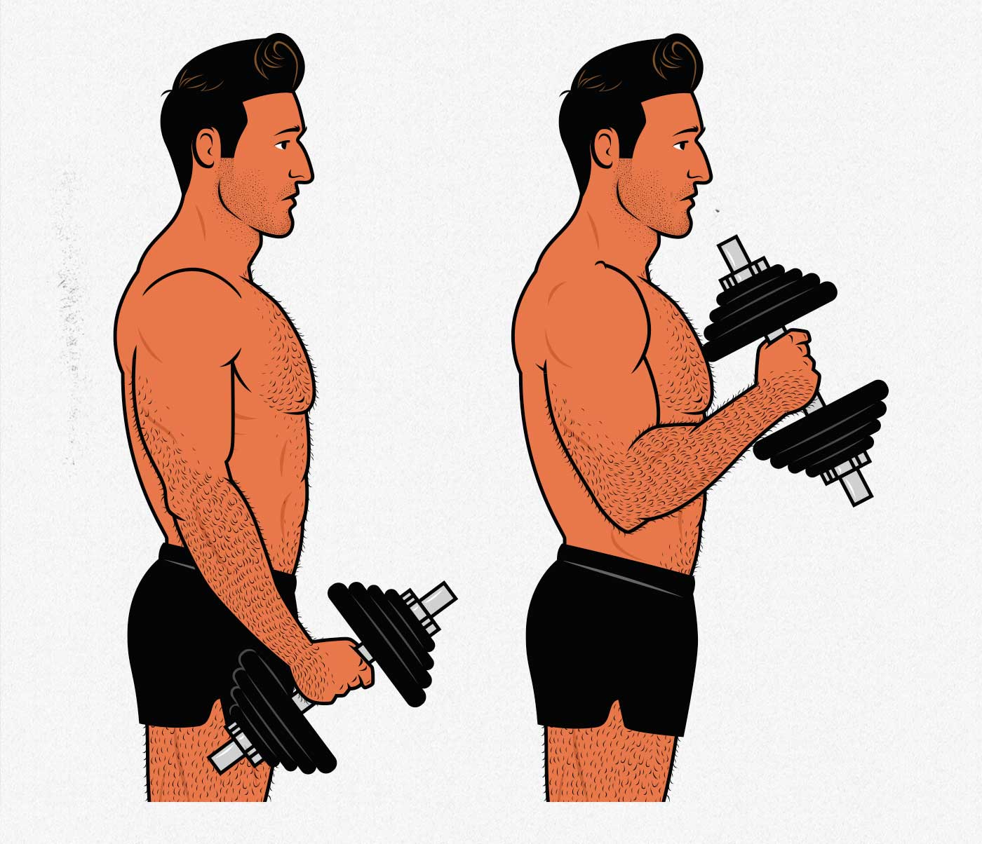 Illustration of a bodybuilder showing us how to do hammer curls to get bigger forearms.