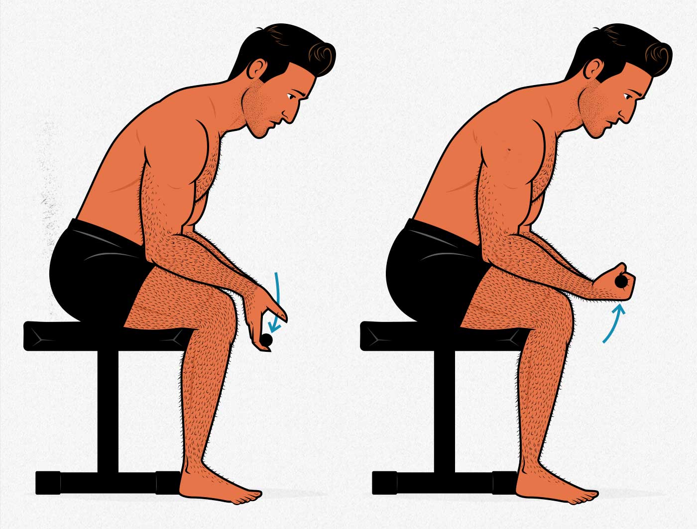 Illustration of a bodybuilder showing how to do the seated wrist curl exercise to build bigger forearms.